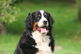BOUVIER BERNOIS 562